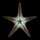 Starfish, Christine Caldwell, Illuminated Negatives, Ocean Series
