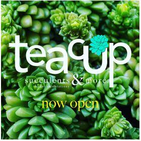Teacup Succulents, Mission Viejo, The shops of Mission Viejo
